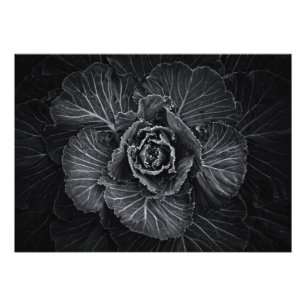 Impression Photo Fleurs De jardin En Noir Et Blanc No 108