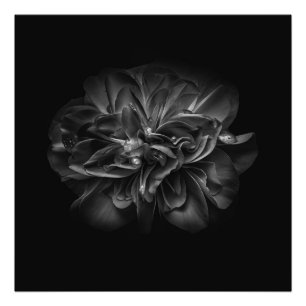 Impression Photo Fleurs De jardin En Noir Et Blanc No 67