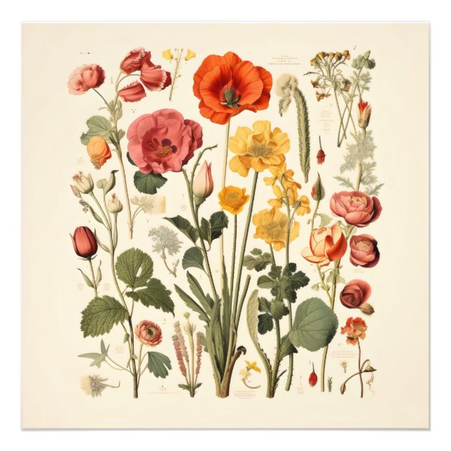 Impression Photo Fleurs de la vieille école (Devant)