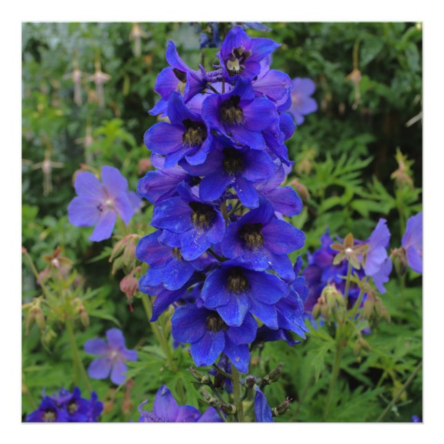 Impression Photo Fleurs de larkspur de Nuttall (Devant)