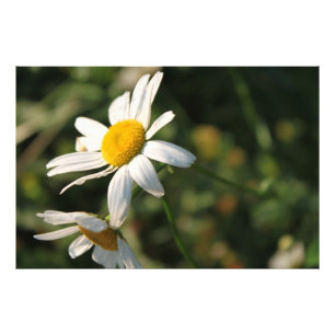 Impression Photo Fleurs de marguerite blanche de champ
