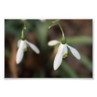 Fleurs de neige
