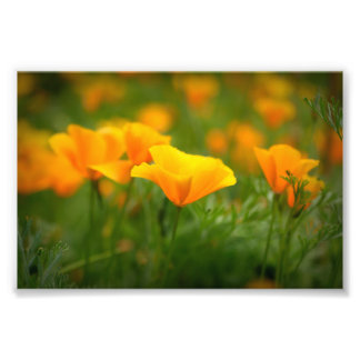 Impression Photo Fleurs de pavot orange du champ de Californie