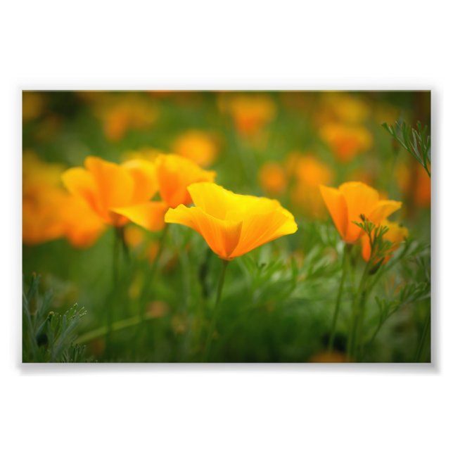 Impression Photo Fleurs de pavot orange du champ de Californie (Devant)