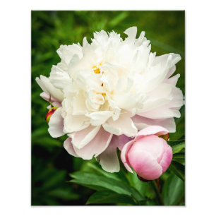 Impression Photo Fleurs de pivoines