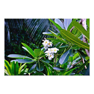 Impression Photo Fleurs de Plumeria Blanche