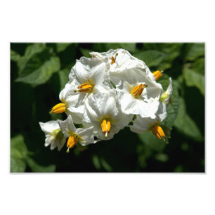 Impression Photo Fleurs de pomme de terre Imprimer