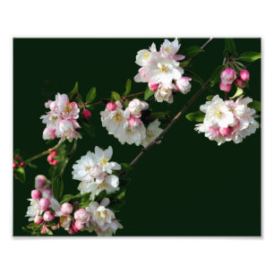Impression Photo Fleurs de pommier roses et blanches 8x10