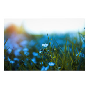 Impression Photo Fleurs de printemps dans le champ