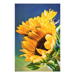 Impression Photo Fleurs de soleil rayonnantes
