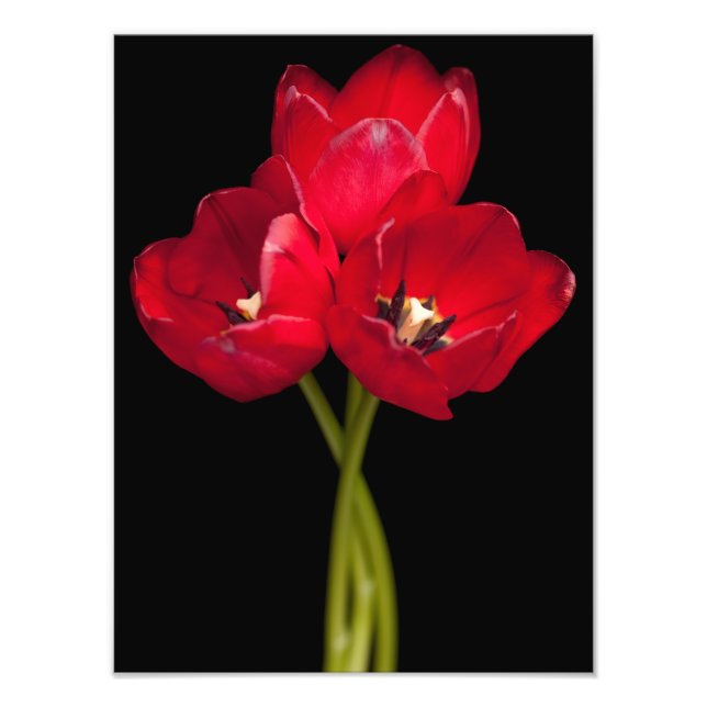 Impression Photo Fleurs de tulipe rouge Floral Arrière - plan noir (Devant)