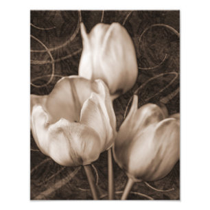 Impression Photo Fleurs de tulipes blanches Sepia Fleur de Arrière