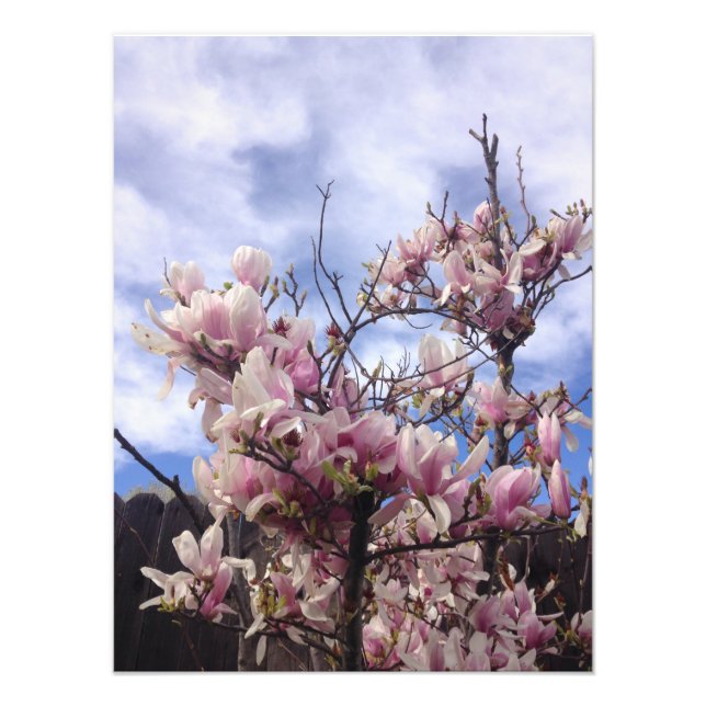 Impression Photo Fleurs de tulipes. Magnolia soulangeana (Devant)
