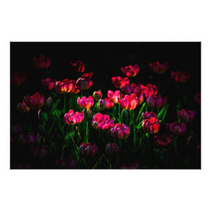 Impression Photo Fleurs de tulipes roses