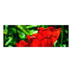 Impression Photo Fleurs de tulipes rouges