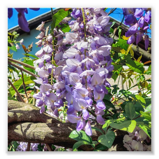 Impression Photo Fleurs de violet Wisteria (Devant)