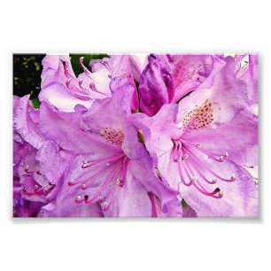 Impression Photo Fleurs d'été