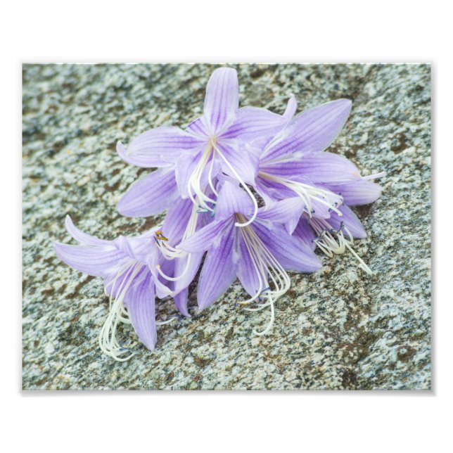 Impression Photo fleurs d'hosta lavande en pleine floraison (Devant)