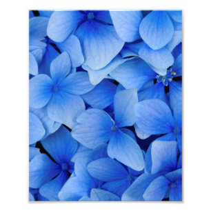 Impression Photo Fleurs d'Hydrangée Bleue