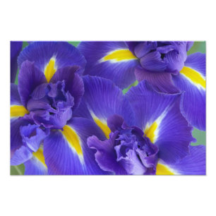 Impression Photo Fleurs d'iris