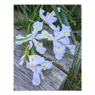 Impression Photo Fleurs d'Iris Violet Clair