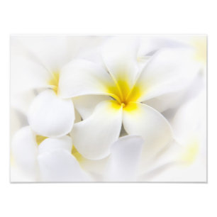 Impression Photo Fleurs florales de Plumeria de Frangipani blanc de