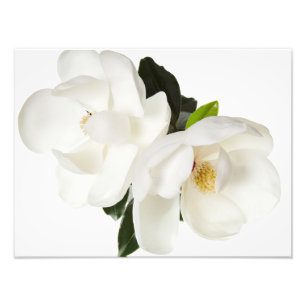 Impression Photo Fleurs florales des Magnolias blancs