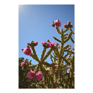 Impression Photo Fleurs florissantes de cactus de cholla