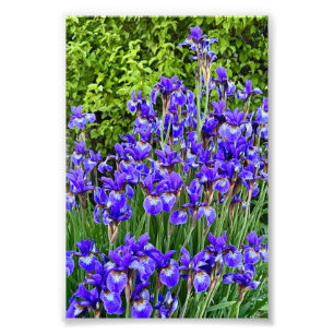 Impression Photo Fleurs Iris Violettes Sur Le Trottoir