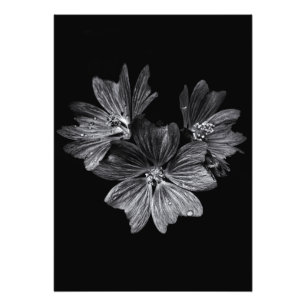 Impression Photo Fleurs jardins En Noir Et Blanc No 11