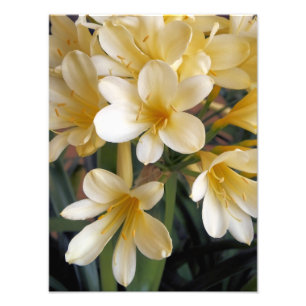 IMPRESSION PHOTO FLEURS JAUNES