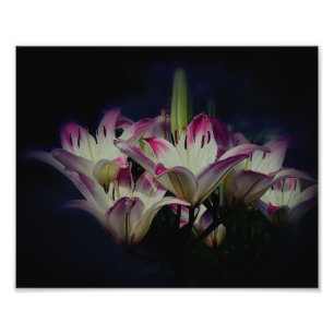 Impression Photo Fleurs Lys Blanches Et Rouges 8x10