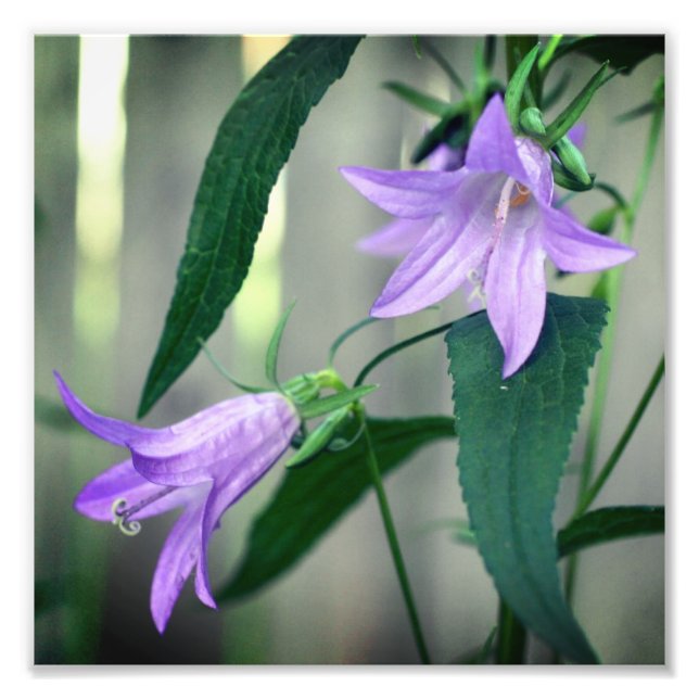 Impression Photo Fleurs Lys violettes délicates 8x8 (Devant)