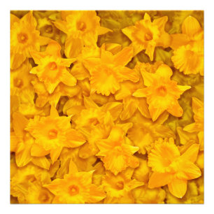 Impression Photo Fleurs Narcissus