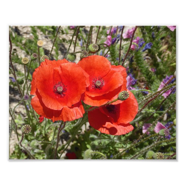 IMPRESSION PHOTO FLEURS POPPY (Devant)