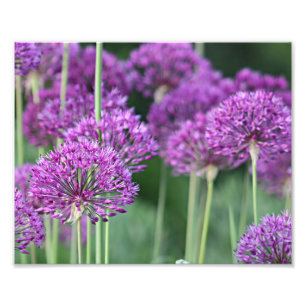 Impression Photo Fleurs pourpres d'allium