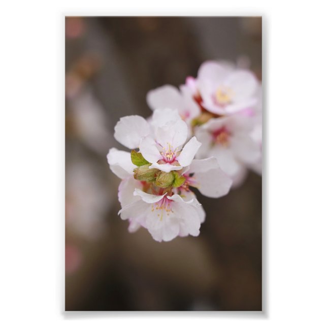 Impression Photo Fleurs rose (Devant)