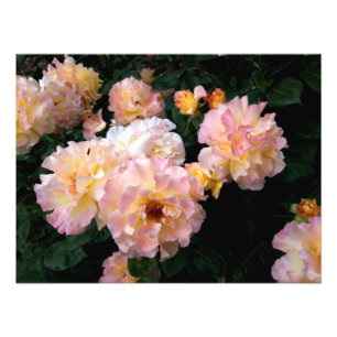 Impression Photo Fleurs roses, Roses Jaunes Rose