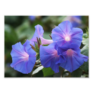 Impression Photo Fleurs sauvages de gloire illuminés du matin bleu