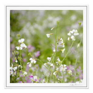 Impression Photo Fleurs sauvages délicates, blanches et roses. par