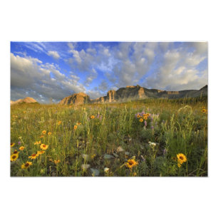 Impression Photo Fleurs sauvages des Prairies au ruisseau Windy dan