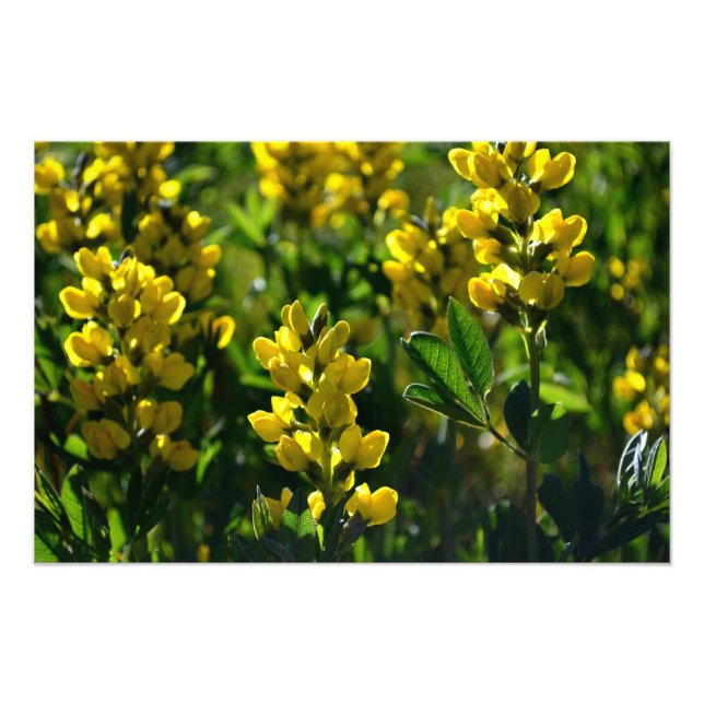 Impression Photo Fleurs sauvages jaunes dans les monts Sandia (Devant)