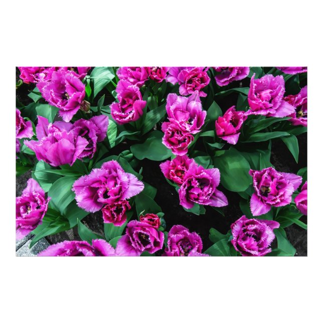 Impression Photo Fleurs tulipes roses (Devant)