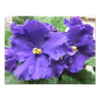 Fleurs violettes africaines violettes