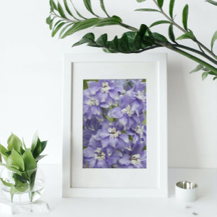 Impression Photo Fleurs violettes de Delphinium en floraison