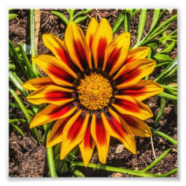 Impression photo Floral 1