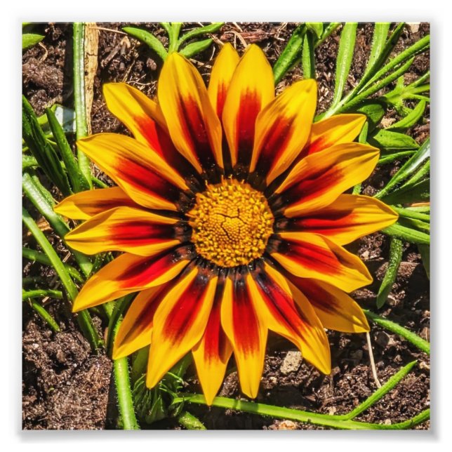 Impression photo Floral 1 (Devant)