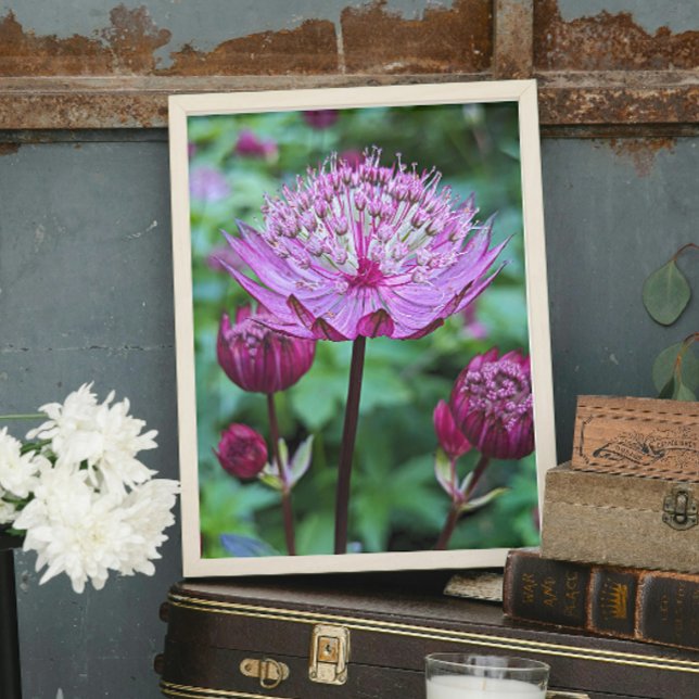Impression Photo Floral Astrantia rose (In Situ)