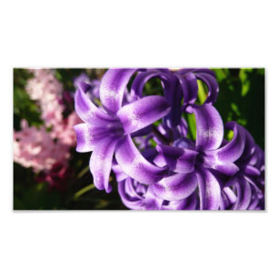 Impression Photo Floral Blue Hyacinth