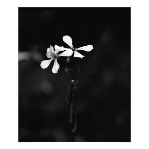 Impression Photo floral noir et blanc minimal